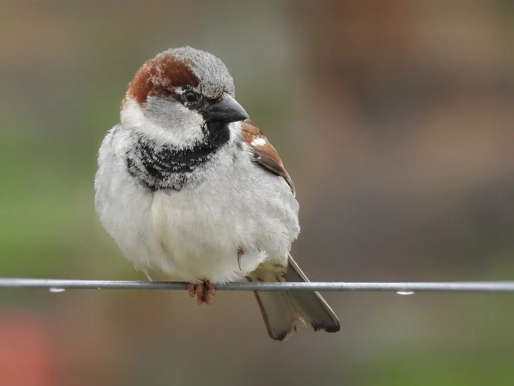 Adult male house sparrow with gray crown, chestnut nape, white cheeks and black bib, perched on a wire