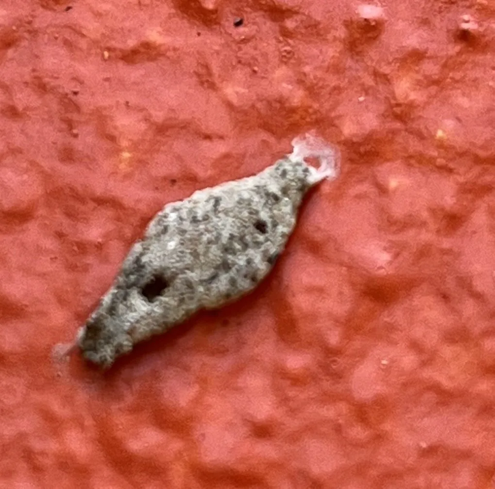 Household casebearer case, a flat gray seed-shaped case, on a red wall