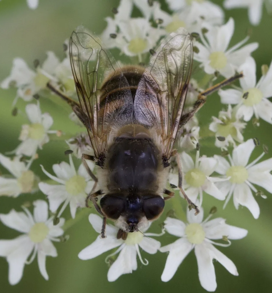 Drone fly, a brown and black hairy hover fly that resembles a honey bee, feeding on small white flowers