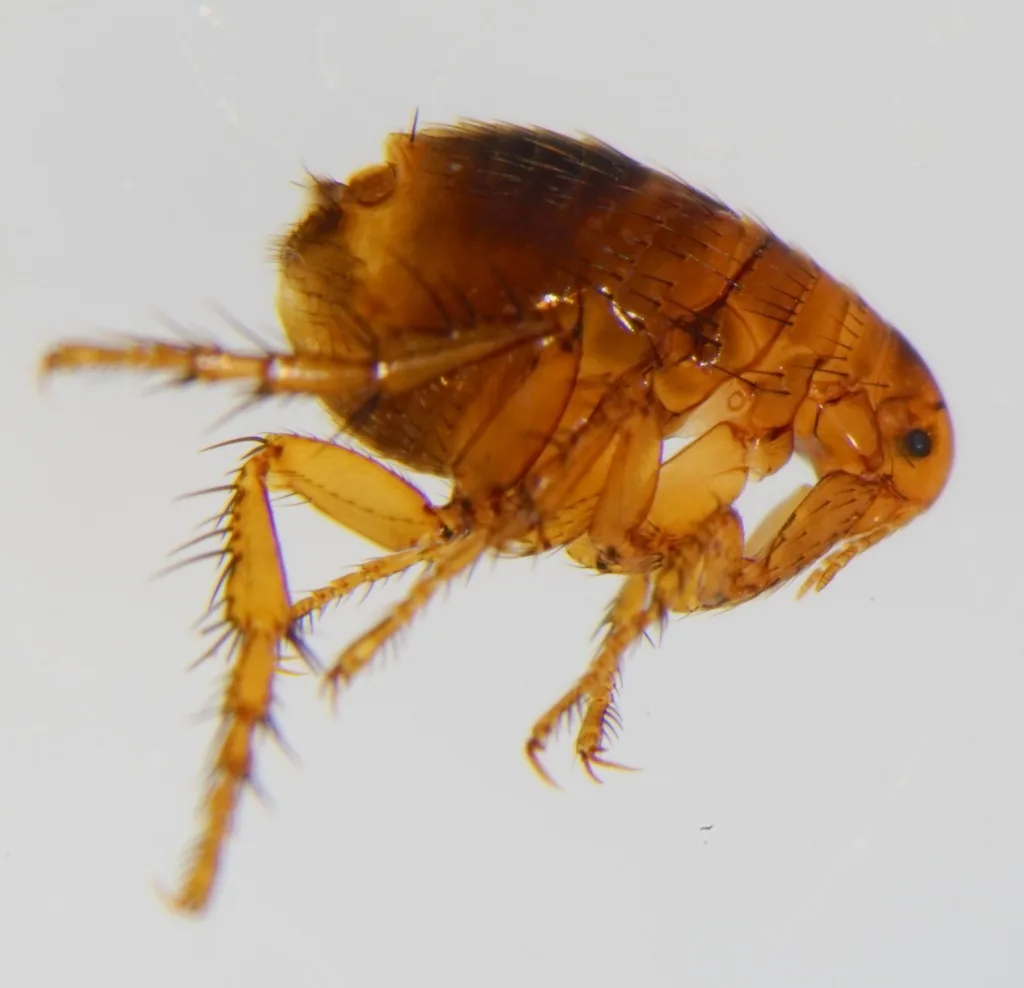 Human flea adult, a reddish-brown flea with a rounded head, seen from the side