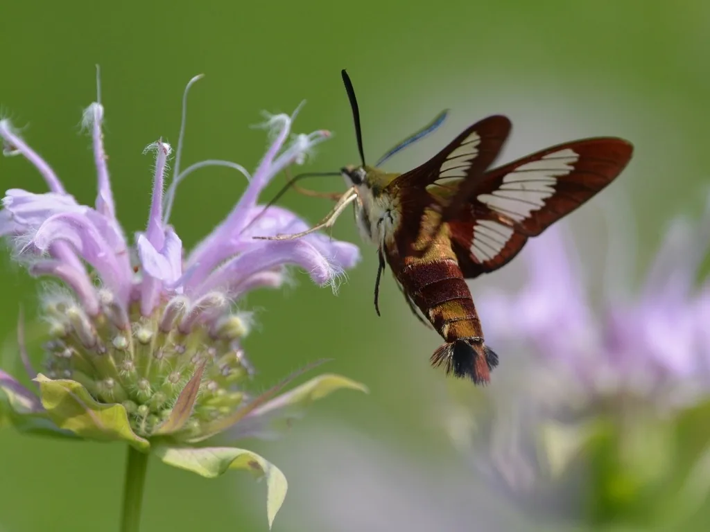Hummingbird clearwing moth hovering at a bee balm flower, its clear wing panels edged in reddish brown