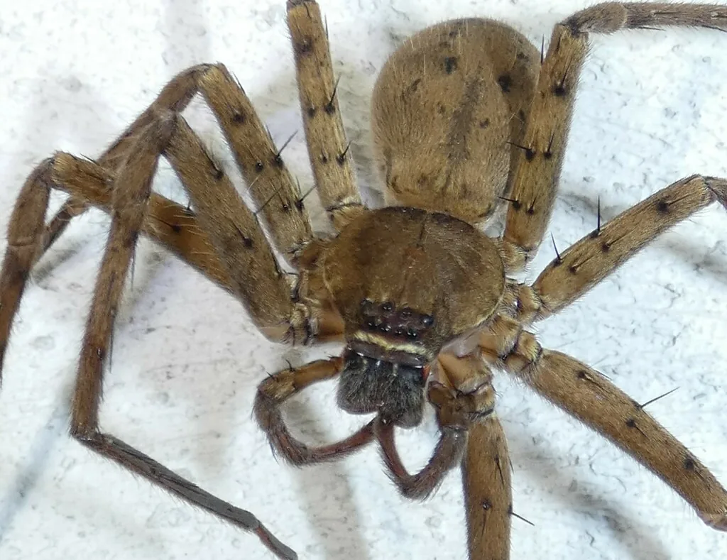 Pantropical huntsman spider, a large flat brown spider with long legs, on a white surface