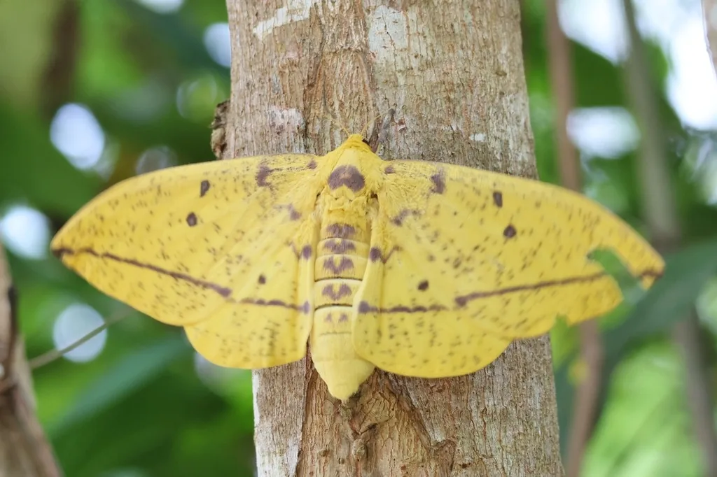 Imperial moth resting on a tree trunk, its wings yellow with brown spots and bands