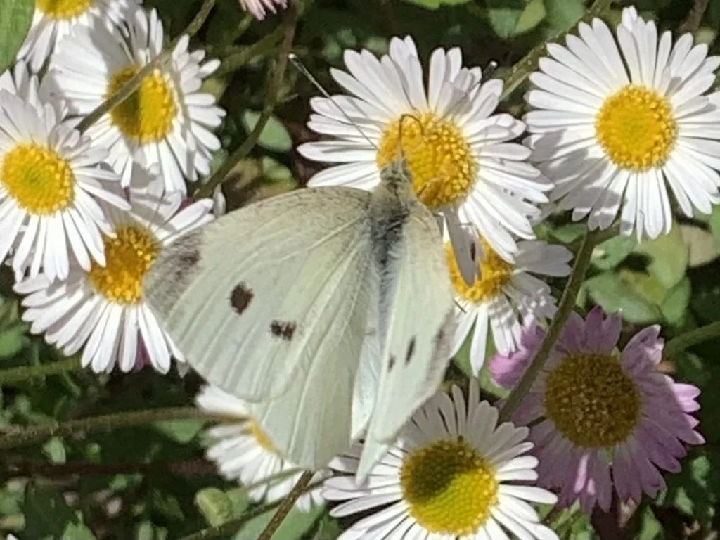 Cabbage white butterfly, the adult of the imported cabbageworm, with creamy white wings marked by black forewing spots, feeding on a daisy