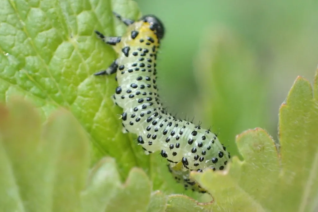 Late-stage imported currantworm larva on a leaf edge: pale green with black spots and yellow patches behind its black head