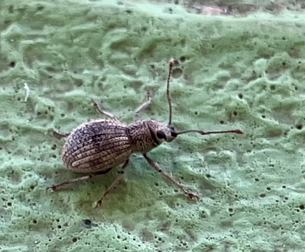 Imported longhorned weevil, a small gray-brown scaled weevil with long elbowed antennae, on a pale surface