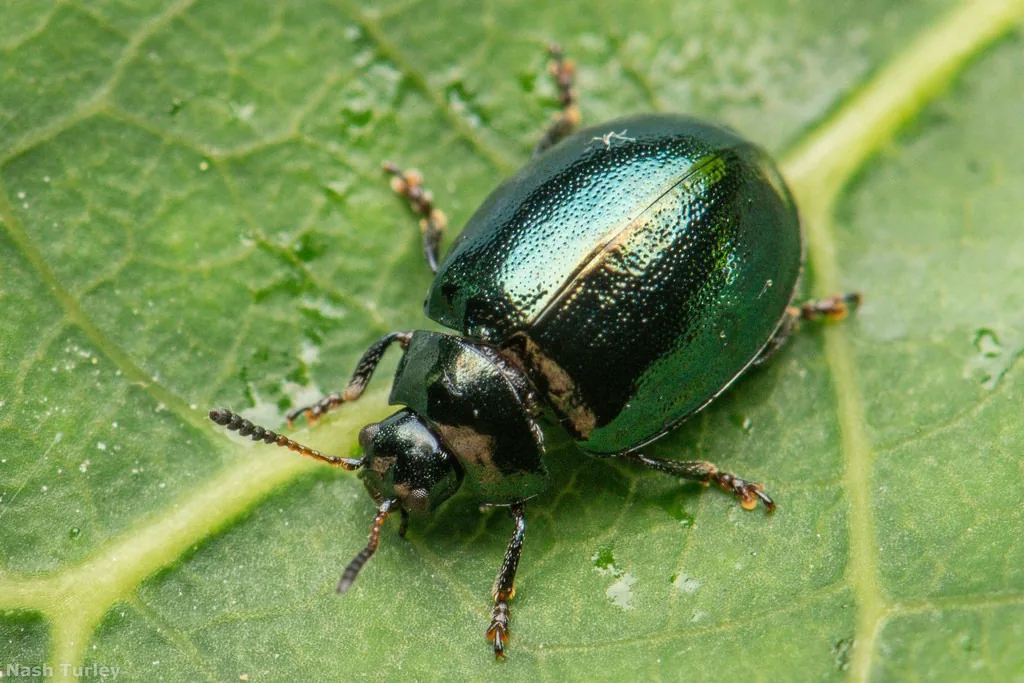 Imported willow leaf beetle, a small shiny metallic green-blue beetle, on a leaf