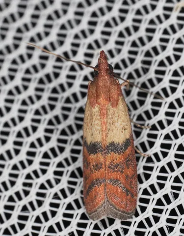 Indianmeal moth adult showing the two-toned forewings