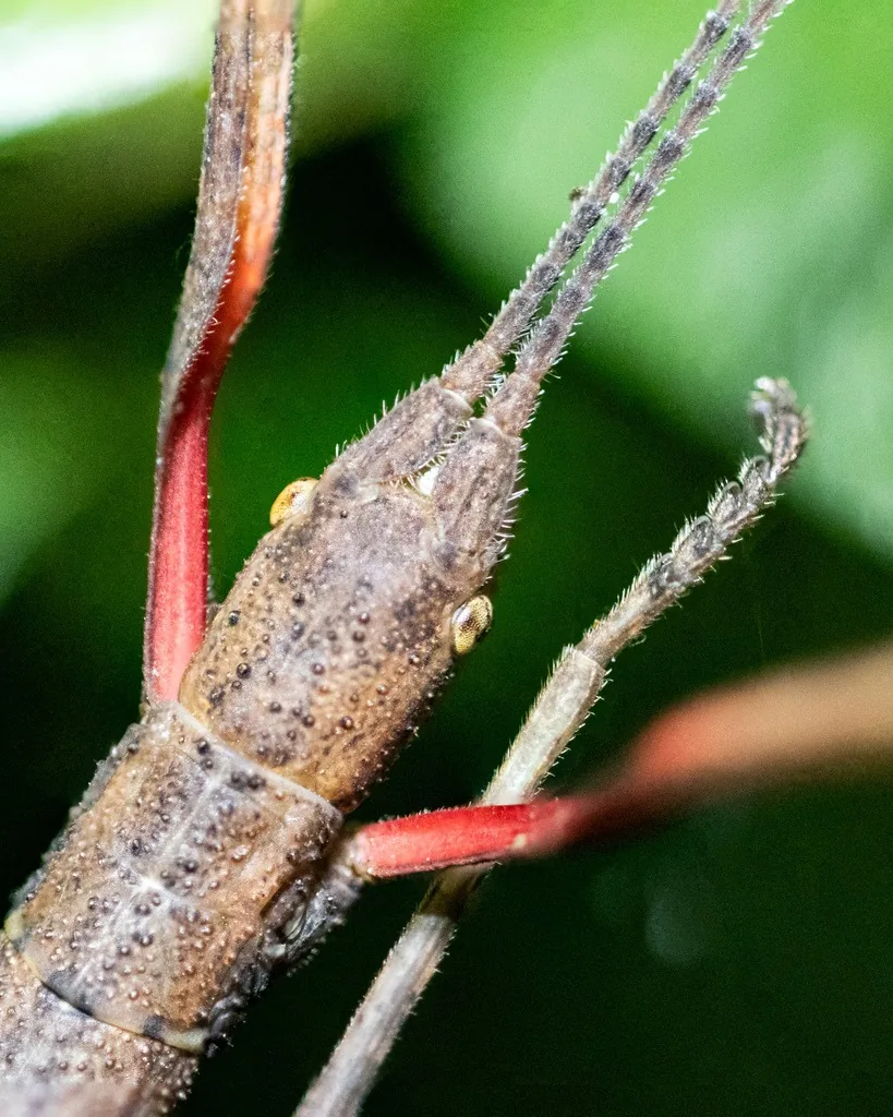 Indian walking stick close-up showing the brown twig-like body and a red patch at the base of a front leg