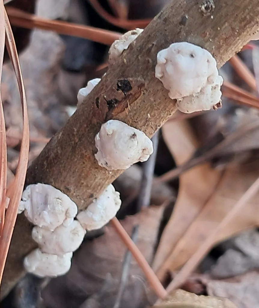 White, gum-like Indian wax scales on a twig