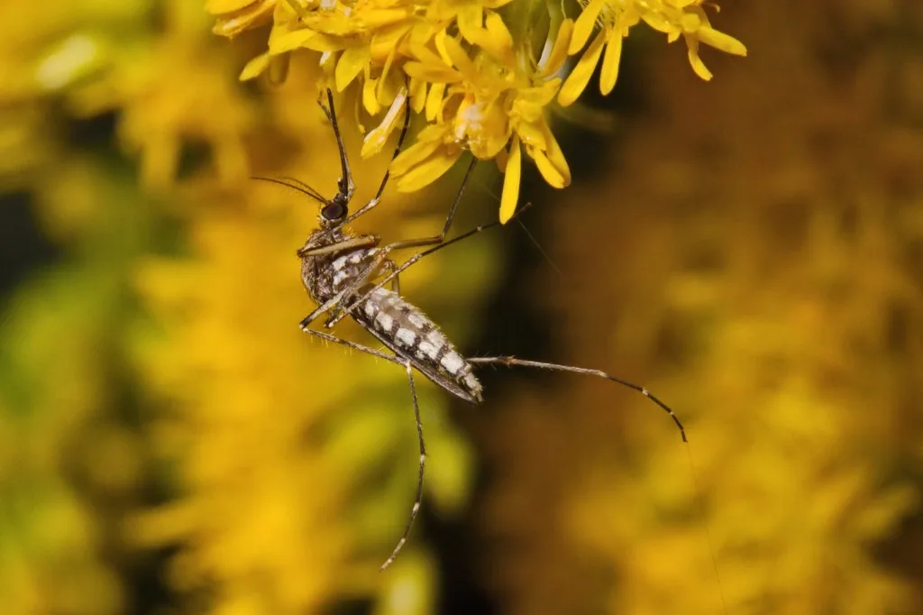 Inland floodwater mosquito resting on yellow flowers, showing its brown body with pale bands across the abdomen and banded legs
