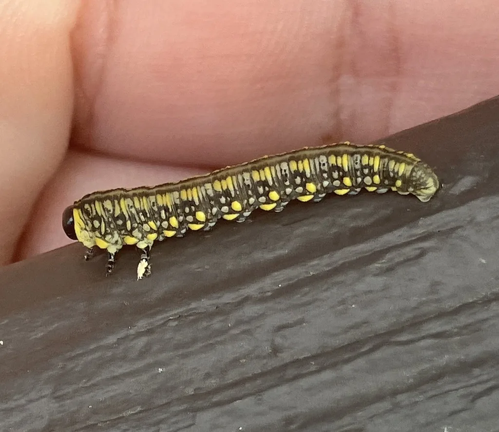 Introduced pine sawfly larva with black head and yellow and white spots