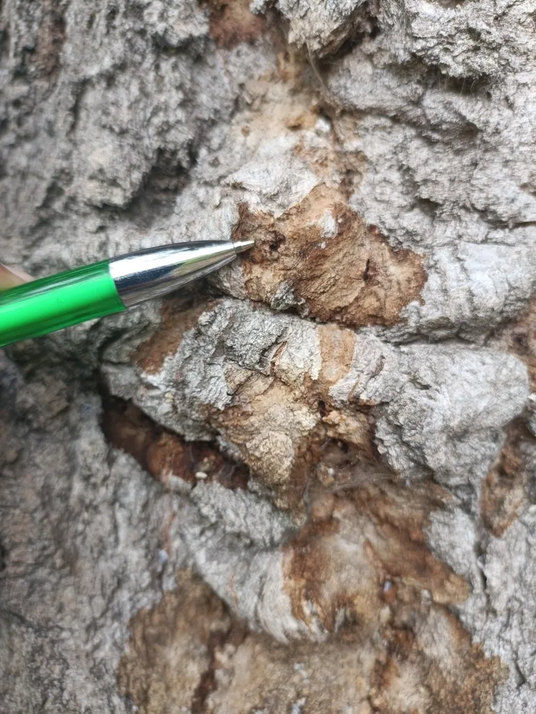 Invasive shothole borer sign on a tree trunk, a tiny entry hole with dark wet staining, with a pen tip for scale