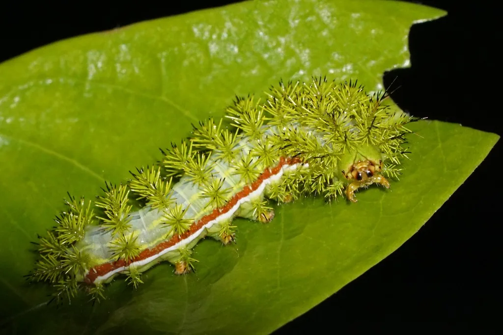 Io moth caterpillar on a green leaf, pale green with a red and white stripe along its side and clusters of yellow-green branched spines