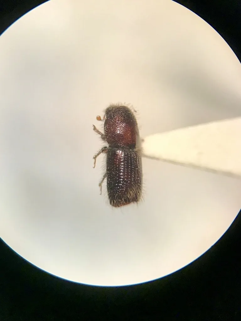 Pine engraver, a small cylindrical brown Ips bark beetle