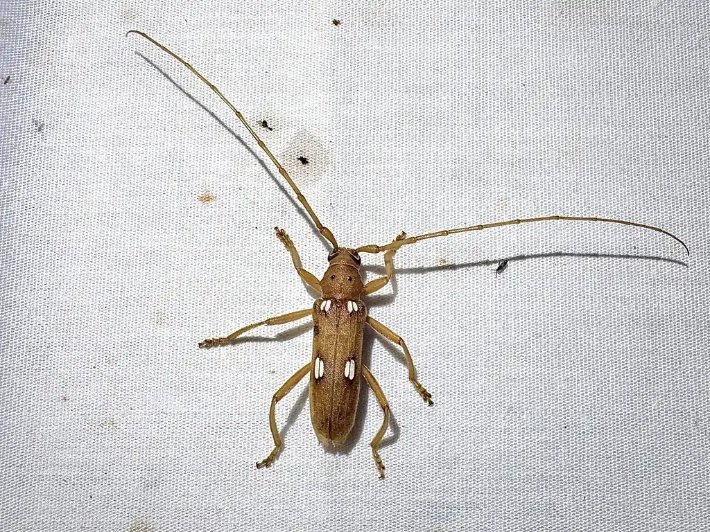 Ivory-marked borer, a tan longhorned beetle with pairs of ivory spots