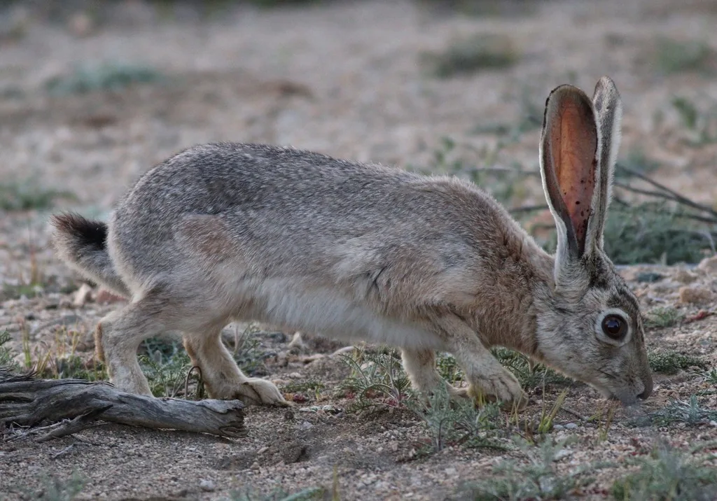 Black-tailed jackrabbit in side view, grayish-brown with very long upright ears and a dark-topped tail, nibbling plants on bare dry ground