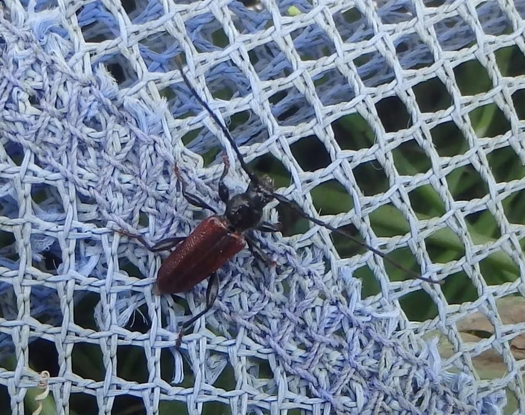 Female Japanese cedar longhorned beetle with reddish-brown wing covers and long antennae