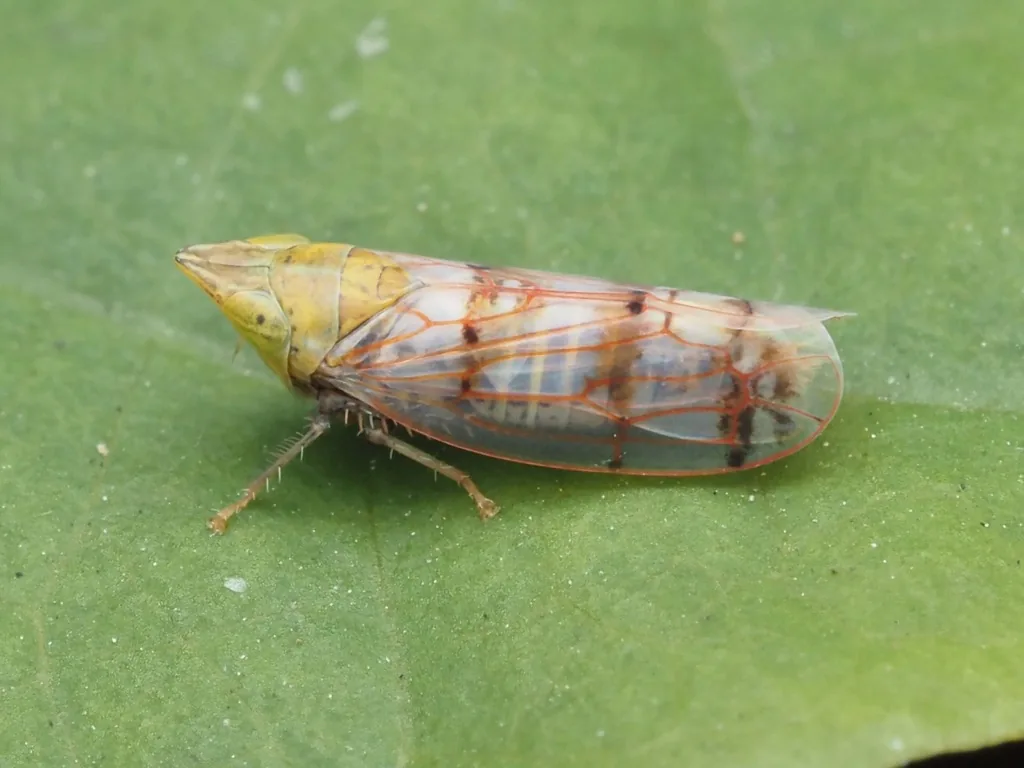 Adult Japanese maple leafhopper on a leaf, with a pointed greenish-yellow head and clear wings crossed by reddish bands and veins