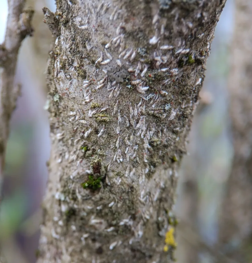 Japanese maple scale, many small white oyster-shaped scale covers crowded on a tree branch