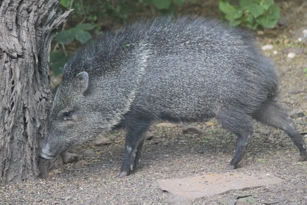 Collared peccary with coarse, grizzled gray-black bristly hair and a faint pale collar at the shoulders, sniffing at the base of a tree