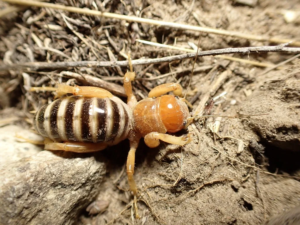 Jerusalem cricket with a large, smooth orange-brown head and a fat abdomen banded black and cream, on dry soil