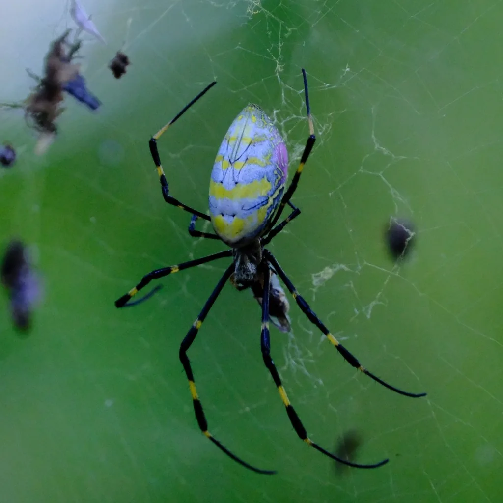 Adult female Joro spider in her web, showing a yellow abdomen with blue-gray bands and long black legs banded in yellow