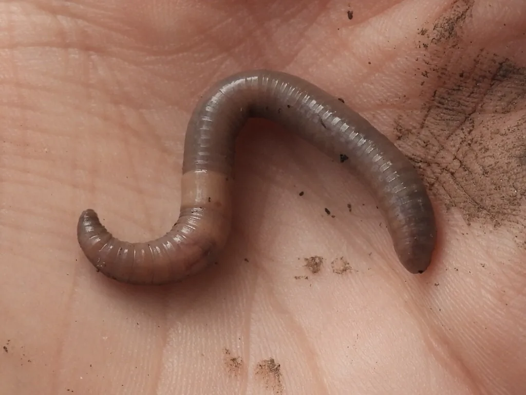 Jumping worm lying in an S-curve on a person's palm, showing its smooth gray-brown body and the pale, flush band of its clitellum near the head