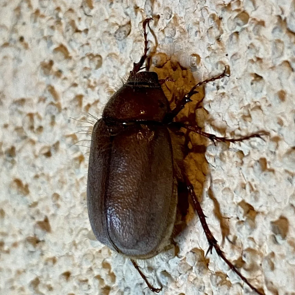 May or June beetle, a stout, shiny dark brown beetle with long legs, clinging to a textured stucco wall