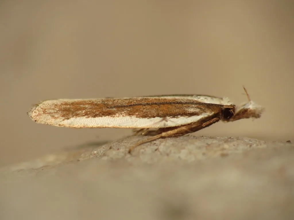 Juniper webworm moth, copper-brown with white bands along the wing edges