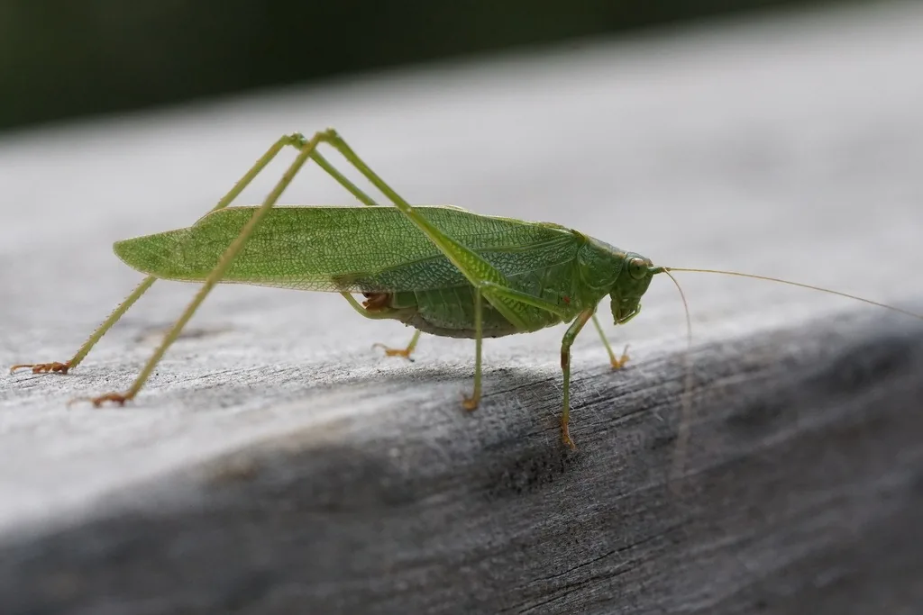 Adult forktailed bush katydid, a slender green leaf-like insect with very long thin antennae, on a wooden rail
