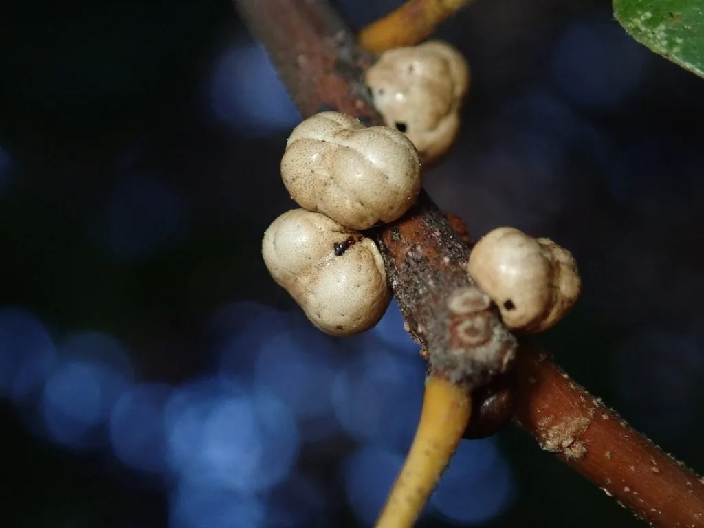 Cluster of round, beige kermes scales on an oak twig
