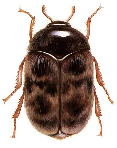 Illustration of an adult khapra beetle seen from above: an oval, hairy brown beetle with faint darker bands across its wing covers