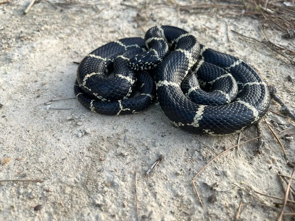Kingsnake with glossy black scales and narrow pale crossbands forming a chain pattern, coiled on sandy ground