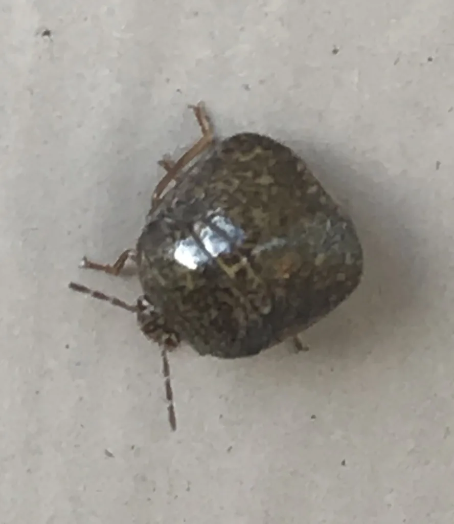 Adult kudzu bug seen from above, a small, rounded, almost square olive-brown bug with fine dark speckling, on a light gray surface