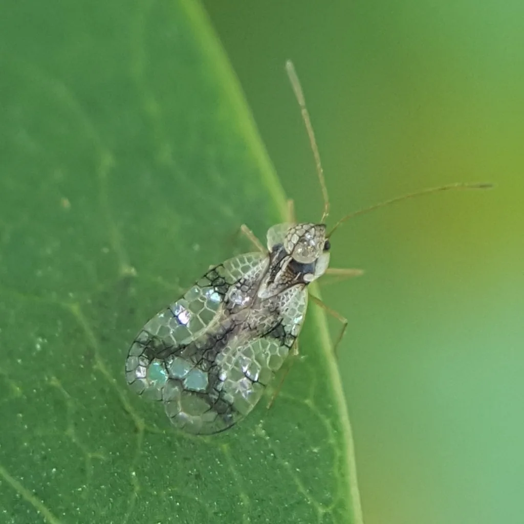 Adult azalea lace bug with clear, lacy, dark-marked wings, resting on a green leaf