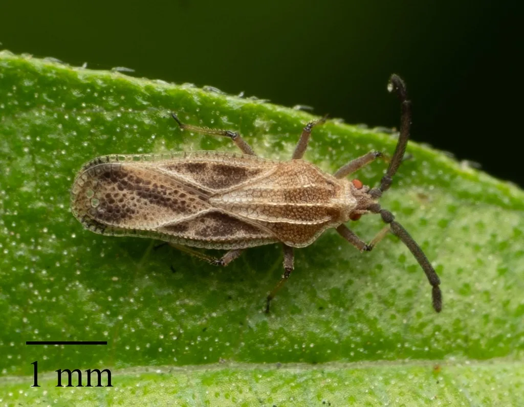 Lantana lace bug, a tiny brown elongate bug, on a leaf next to a 1 mm scale bar