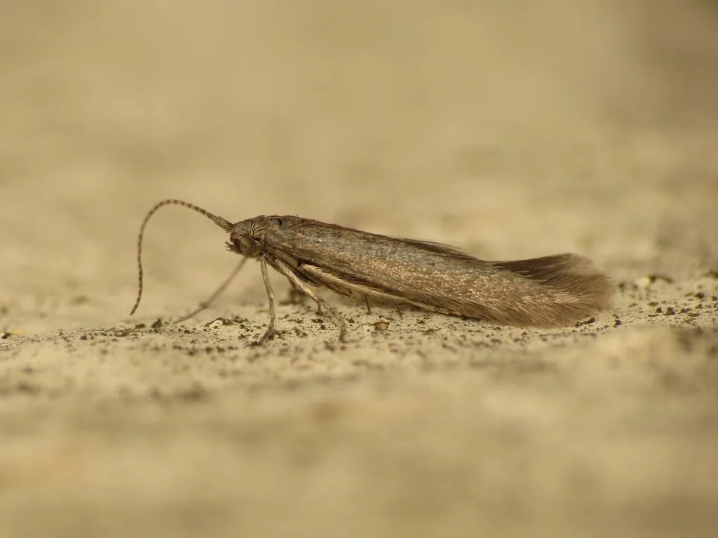 Larch casebearer moth, a tiny narrow-winged moth with long antennae