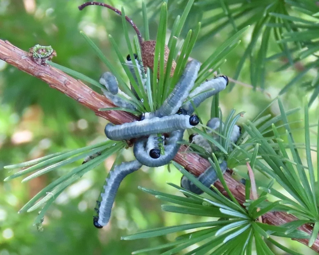 Larch sawfly larvae with black heads feeding on larch needles