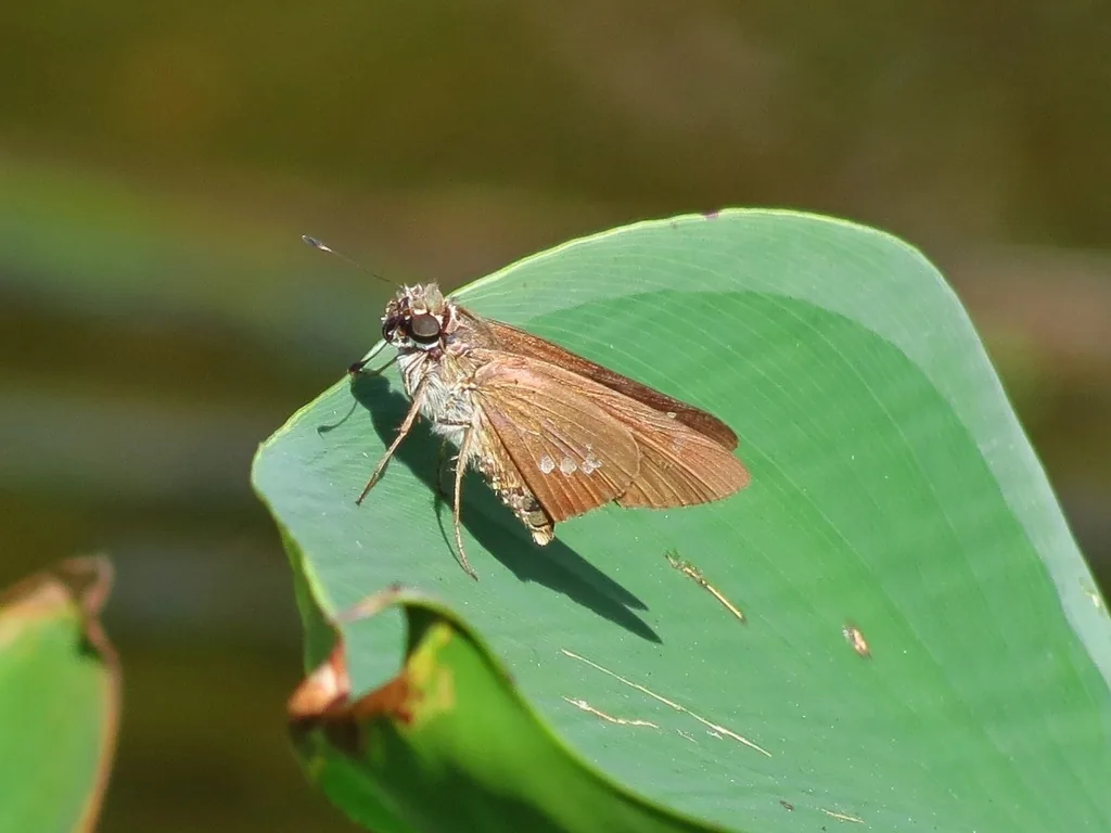 Larger canna leafroller adult, a brown skipper with small pale wing spots, resting on a broad leaf