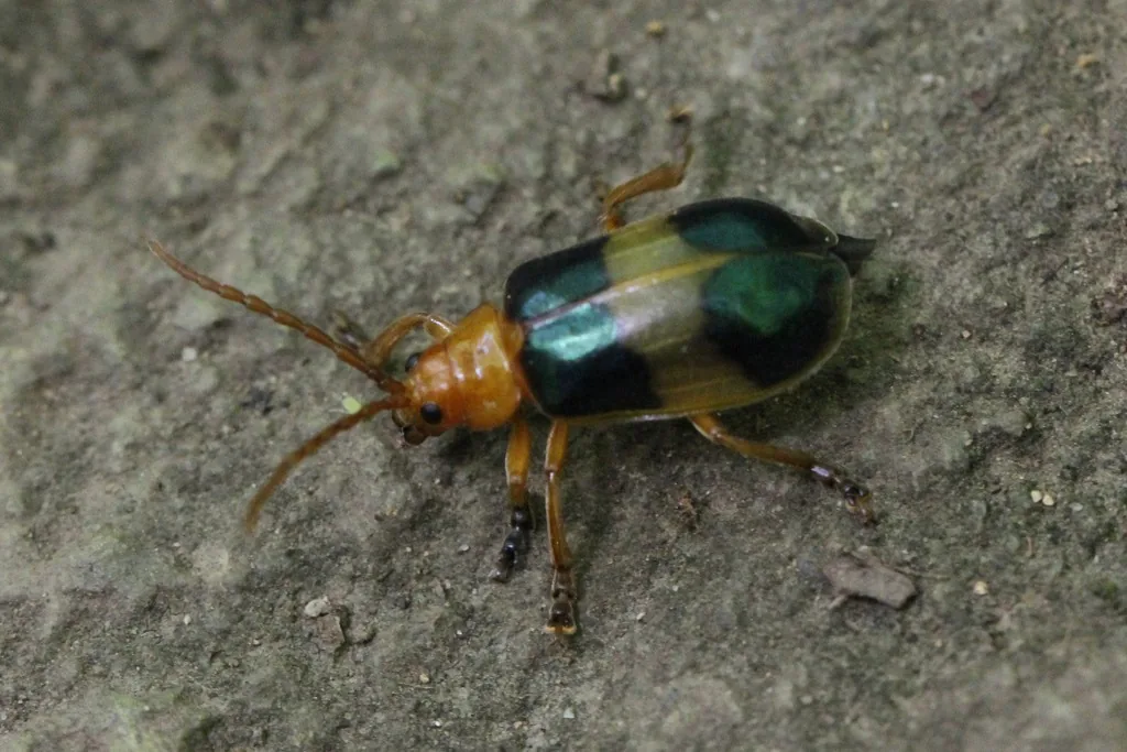Larger elm leaf beetle, orange with metallic blue-green wing covers