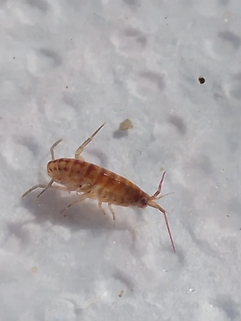 Lawn shrimp, a small brown shrimp-like amphipod, on a white surface
