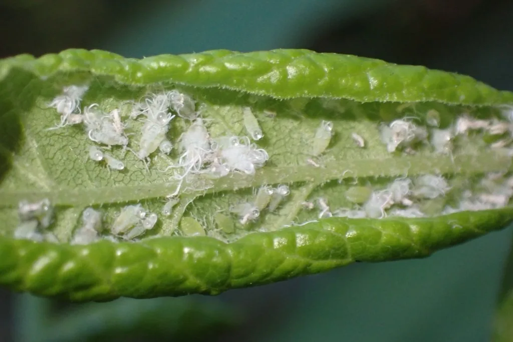Curled ash leaf opened to show small aphids coated in white waxy threads