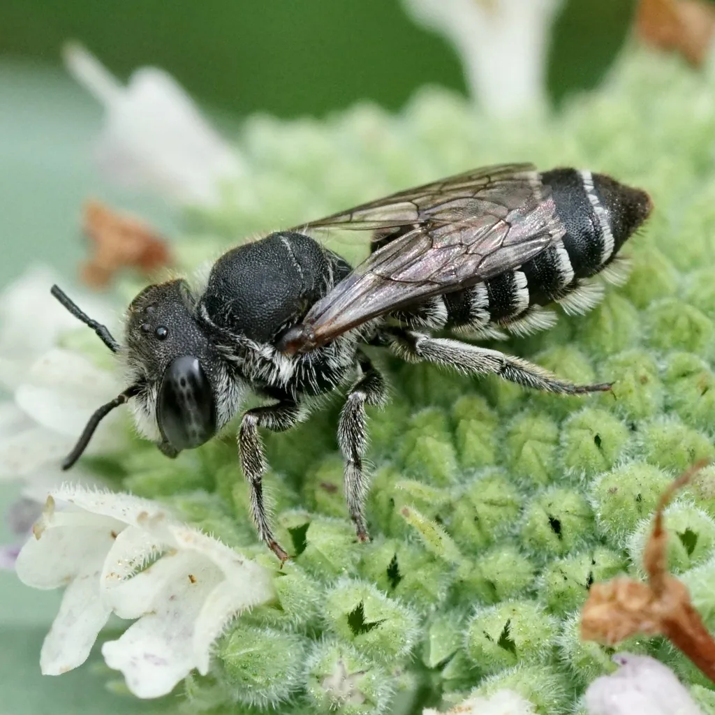 Leafcutter bee, a stout dark bee with pale hair bands across its abdomen, feeding on small white flowers