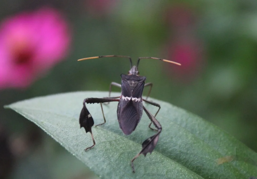 Adult leaffooted bug, a narrow dark brown bug with a pale zigzag band across its wings and flattened, leaf-like hind legs, standing on a leaf