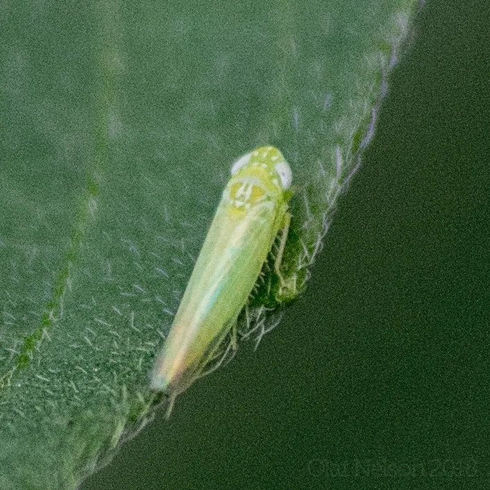 Adult potato leafhopper, a small pale green wedge-shaped insect, resting on the edge of a green leaf