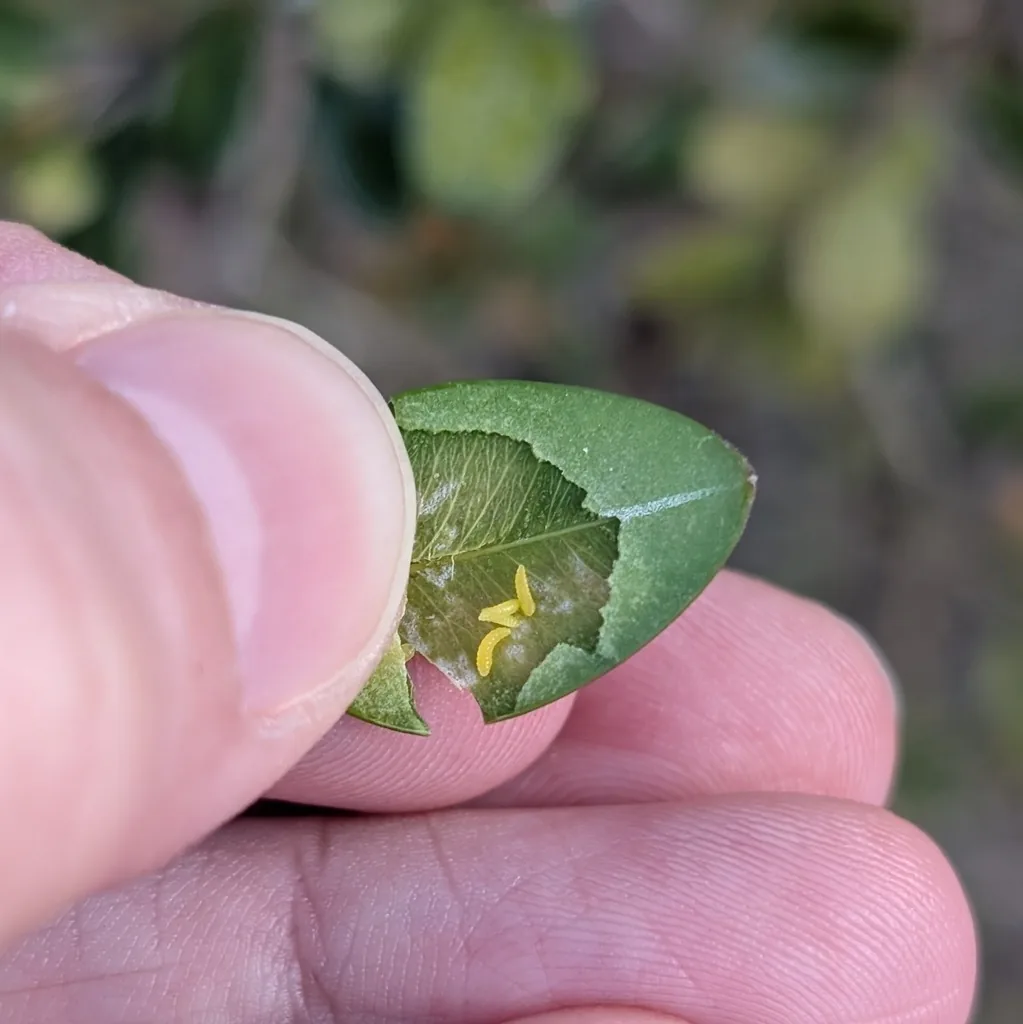 Boxwood leaf peeled open between two fingers, showing three small yellow boxwood leafminer larvae inside the mined leaf