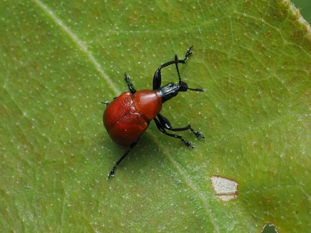 Oak leaf-rolling weevil, red-orange with black legs, on a leaf