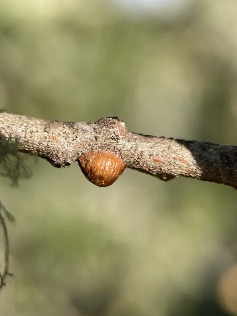 Several rounded brown lecanium scales on a twig