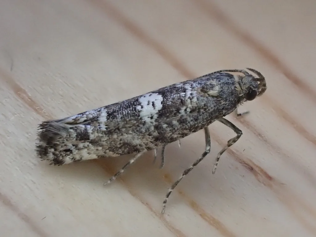 Adult leek moth, a small brown-speckled moth with a white triangle on its folded wings